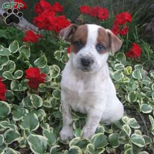 Tim, Australian Shepherd Mix Puppy